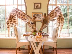 Breakfast with the giraffes