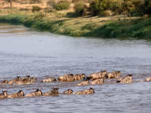Wildbeest crossing