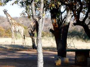 Giraffes visiting the camping grounds @ Kamanjab Rest Camp