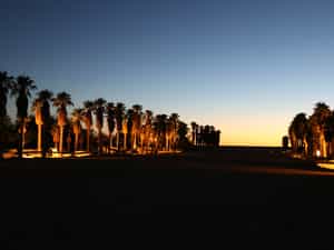 The magic of the Kalahari's largest palm-tree alley is testimony to gliding accomplishments of former guests, dating back as far as the 1960's.  