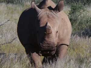Rhino on game drive