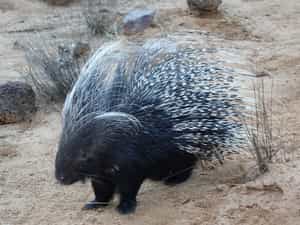 Piet is one of the many animals you can see during our animal feeding everyday.