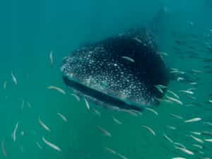 Mafia Island Lodge whaleshark