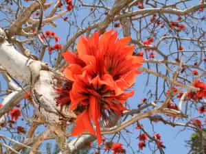 flowers and trees in Kichanga Lodge