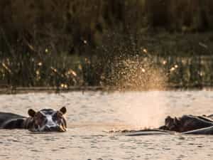 Hippos are a avourite animals