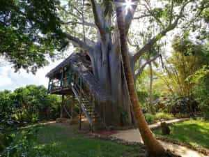 One of our six tree houses among the Baobab trees of Chole island