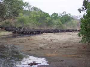 Buffalo coming to the spring to drink