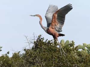 Experience wonderful bird sightings along the river as there are more than 250 species along the estuary. Also visit the Addo Elephant National Park only 4km f rom our guest house.
