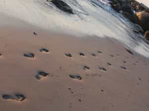 Footprints in the sand