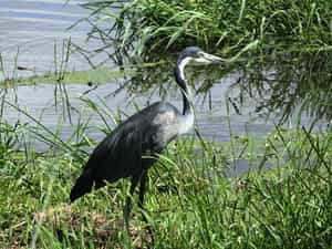 Black Headed Heron in iSimangaliso