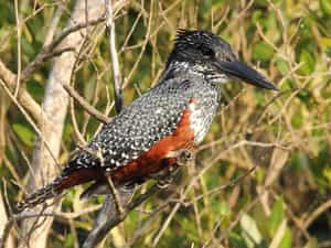 Giant Kingfisher in the estuary
