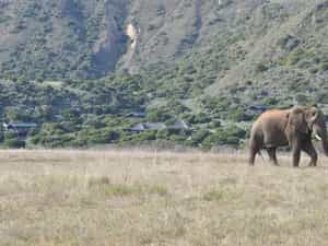 Private & Secluded position on Amakhala Game Reserve