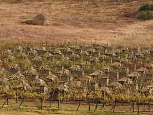 Dome tents set in the vines. 
