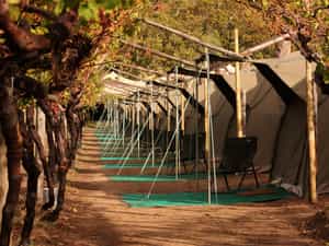 Dome tents set in the vines. 