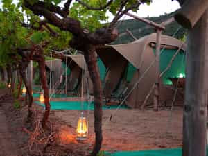 Tents set between the vines.