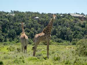 Enjoy game viewing from your suite deck and experience close-up game viewing on each safari drive