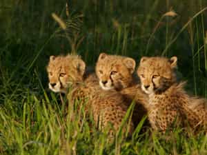 Join us for an up & close personal tour and learn more about South Africa's endangered cat species.