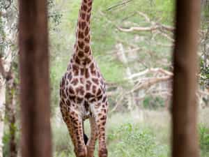 Wildlife at Ubizane Tree lodge