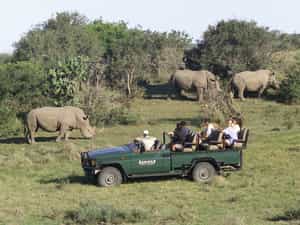 Experience close up viewing of rhino at Kariega Game Reserve.