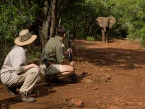 Optional activity of walking safari