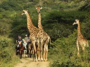Close encounter with Giraffes, we have over 25 giraffes at Pakamisa Reserve