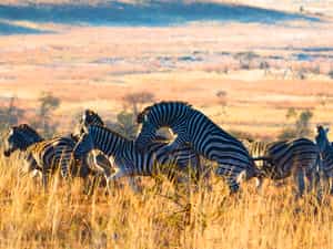Zebras