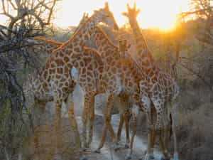Giraffes