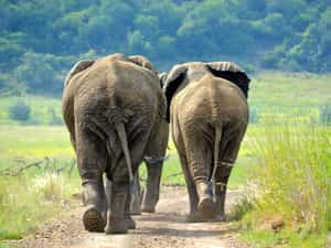 Elephants 
