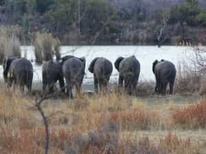 Elephants by Lakeside
