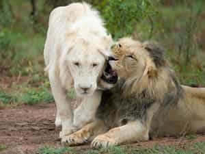 White Lion