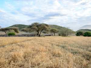 View to camp from the plains