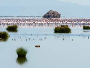 Lake Natron has the world's greatest population of breeding flamingo