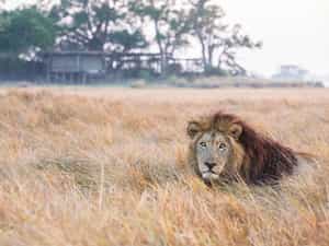 Male lion at Shumba