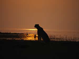Matusadona is one of the few remaining areas in Zimbabwe that still has a small population of cheetah that we often encounter on game drives.