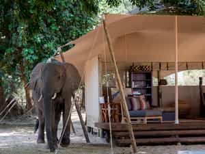 Elephant love the area for its abundant food sources