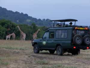 Safari drives