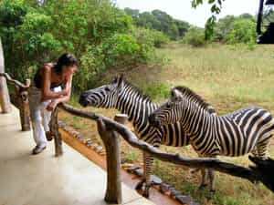 Close up Zebra interaction