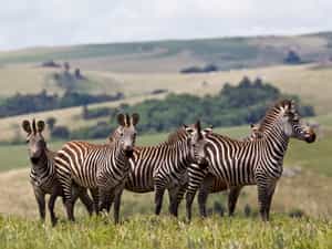 Zebra