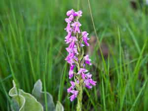 Nyika Flora