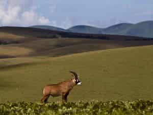 Roan