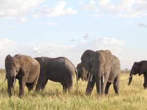 Elephants are common on the Conservancy