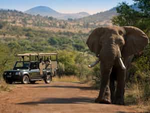 Bakubung Game Drives