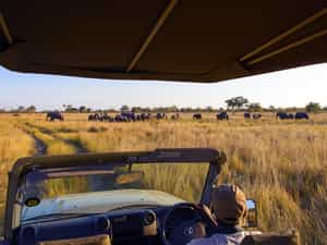 Watch elephant, hippo, buffalo or sable antelope on our excursions by boat and off-road vehicle or take time to observe the colourful birdlife (more than 400 species).