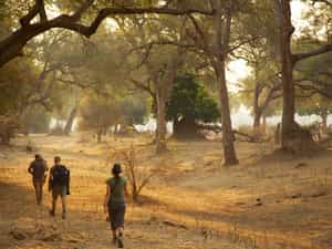 Ilala camp is set in the Nyamatusi wilderness area.
