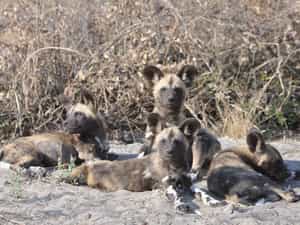 Bushman Plains area is known for annual wild dog dens
