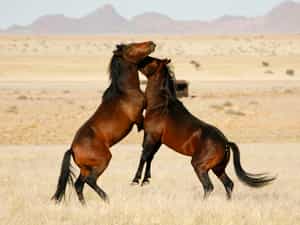 The Desert Horse Inn is just 20 km away from the habitat of the Wild Horses.