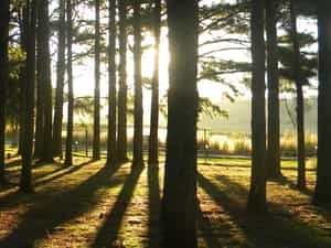 Pine Trees @ Entrance
