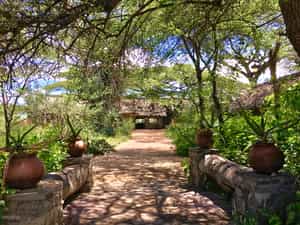 Ndutu Safari lodge is located in the Ngorongoro Conservation Area on the edge of the Southern Serengeti plains filled with acacia trees and wide views across Lake Ndutu. Our Lodge comprises thirty four comfortable stone and thatch en-suite cottages beside a relaxed convivial dining, sitting and bar area all overlooking the ever-changing view of Lake Ndutu.