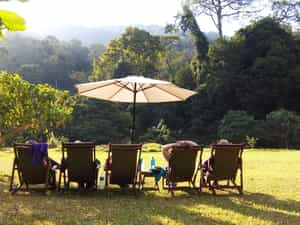 View the forest edge from a deck chair in front of the Canapy Bar