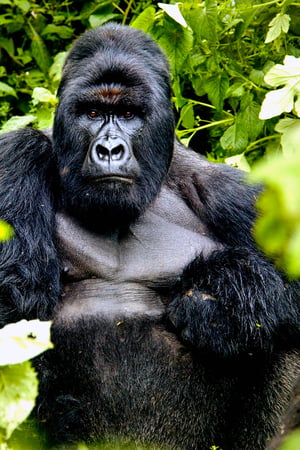 Gorillas and Chimps